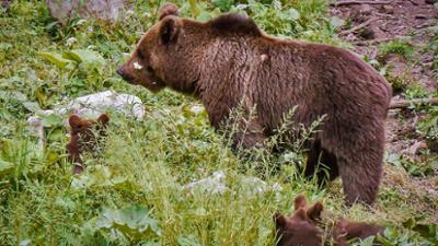 Tiere an den Grenzen Tiere an den Grenzen