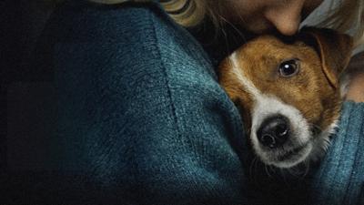 Tiere im Ukraine-Krieg: Überleben in Trümmern