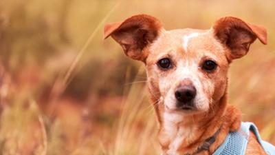 Tierisch tierisch: aus dem Tierheim Delitzsch