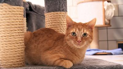 Tierisch tierisch: Tierrisch tierisch aus dem Tierheim Reichstädt