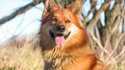 Tierisch tierisch: aus dem Tierheim Zeitz