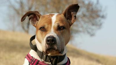 Tierisch tierisch: aus dem Tierheim Jena