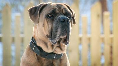 Tierisch tierisch: aus dem Tierheim Eisenberg