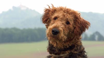 Tierisch tierisch