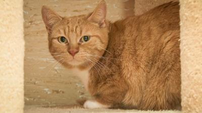 Tierisch tierisch: bei "Die Seelentröster e.V." in Altenberga