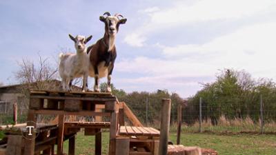 Tierisch tierisch: aus dem Tierheim Burg