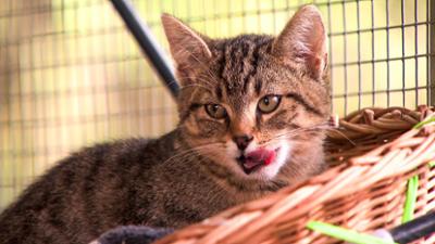 Tierisch tierisch: aus dem Tierheim Leisnig