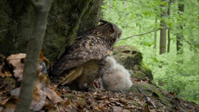 Unsere Wälder: Netzwerk der Tiere