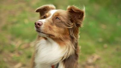 Unterwegs in Thüringen: Unterwegs mit Hund, Esel & Co.