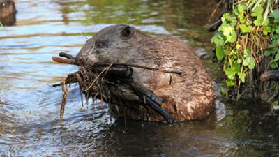 Wald der Biber und Kraniche - Die Dübener Heide: Wald der Biber und Kraniche – Die Dübener Heide