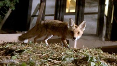 Wilde Nächte - Wenn die Tiere erwachen: Wilde Nächte – Wenn die Tiere erwachen