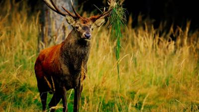 Wildes Deutschland: Der Hainich - Thüringens Urwald