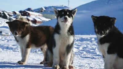 Das rote Haus: Zukunft in Grönland