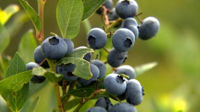 die nordreportage: Blaubeerernte in der Heide die nordreportage: Blaubeerernte in der Heide