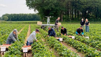 die nordreportage: Erntestress im Erdbeerland