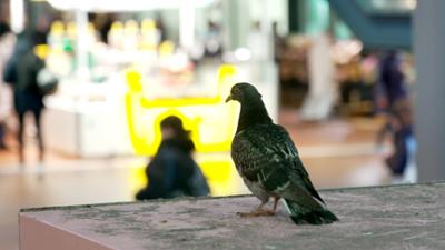 die nordreportage: Tauben in der Großstadt – Vertreiben oder füttern?