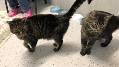 Die Nordreportage: Tierisch stark - Die Tierretter von Hamburg