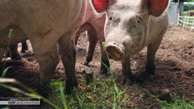 die nordreportage: Neues Gehege für die Schweine