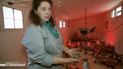 die nordreportage: White Rock-Küken aus Spanien