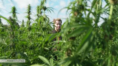 Die Nordreportage: Hanf - Alte Nutzpflanze, neu entdeckt