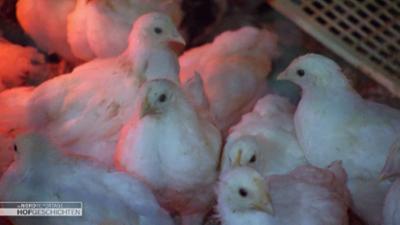 die nordreportage: Überstunden bei den Küken