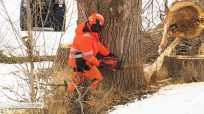 die nordreportage: Baumfällen extrem – Zwischen Hightech und Handarbeit