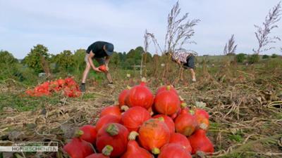 die nordreportage: Zwischen Kürbisernte, Klauenpflege und Herbstzauber