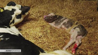 die nordreportage: Mit dem Großtierarzt von Hof zu Hof