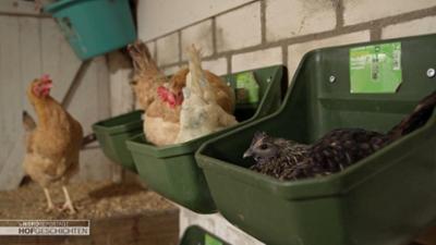 die nordreportage: Hühner und Puten dürfen wieder ins Freie