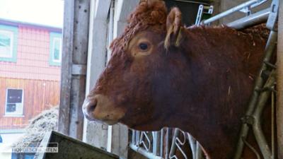 die nordreportage: Letzte Hürden im neuen Aufzuchtstall