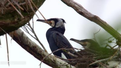 die nordreportage: Kormoran-Invasion in MV