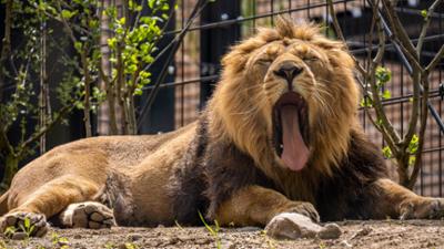 die nordreportage: Löwen in Love