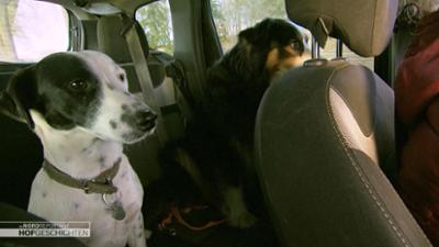 die nordreportage: Der Puten-Hütehund