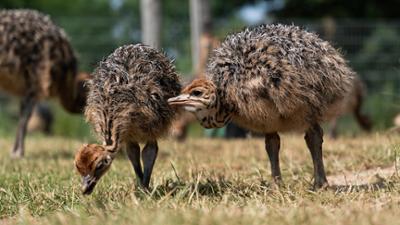 die nordreportage: Exotische Tiere im Norden
