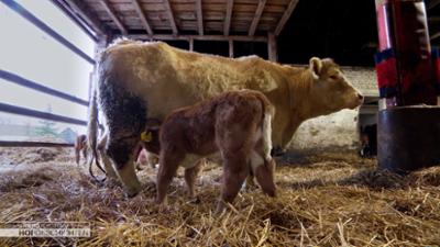 die nordreportage: Kälberzeit beginnt