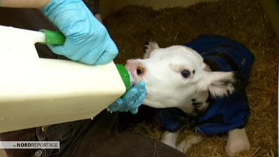 die nordreportage: Meine Kühe, mein Joghurt, meine Freiheit