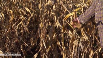 die nordreportage: Maisernte mit Hindernissen