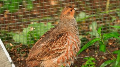 Die Nordreportage: Die Retter der Rebhühner