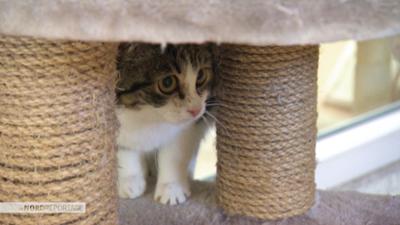 Die Nordreportage: Streuner