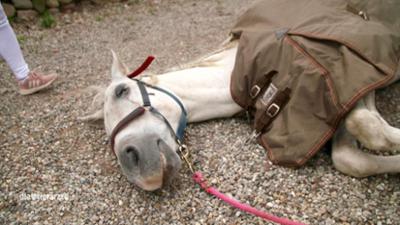 Die Tierärzte - Unsere norddeutschen Retter mit Herz: Ein Wallach mit Kreislaufkollaps (S02/E01)