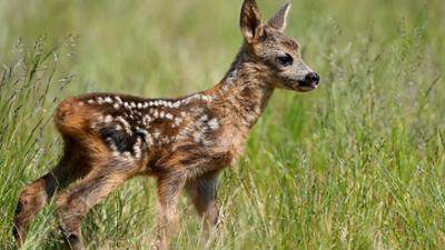 Doku und Reportage: Das erste Jahr in der Wildnis