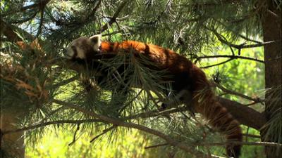 Elefant, Tiger & Co.: Staatsaffären (785)