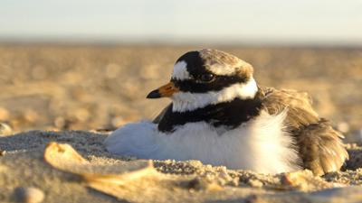 Expeditionen ins Tierreich: Die Ostfriesischen Inseln - Geboren aus Sand