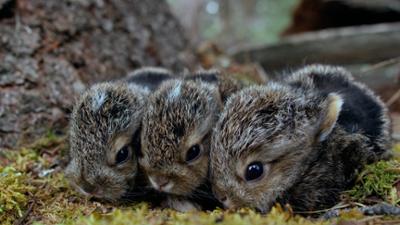 Expeditionen ins Tierreich: Hasenalarm - Die Welt der Langohren