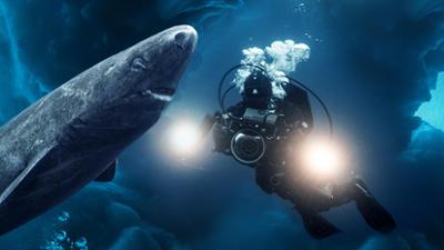 Expeditionen ins Tierreich: Eishaie (S01/E01)