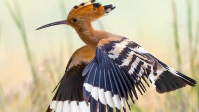 Expeditionen ins Tierreich: Das Steinhuder Meer - Niedersachsens wilder See
