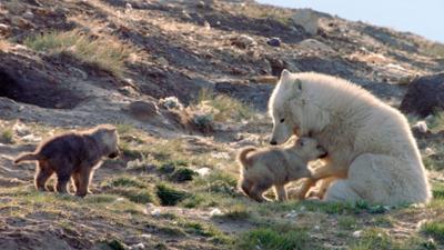 Expeditionen ins Tierreich: Polarwölfe – Familienbande (2/3)