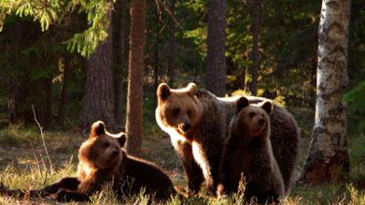 Expeditionen ins Tierreich: Wildes Baltikum (2/2) - Wälder und Moore
