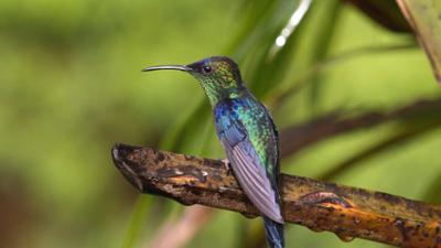 Expeditionen ins Tierreich: Wildes Kolumbien – Zwischen Pazifik und Anden