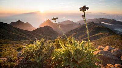 Expeditionen ins Tierreich: Die Kanarischen Inseln - Nebelwald und Wüsten